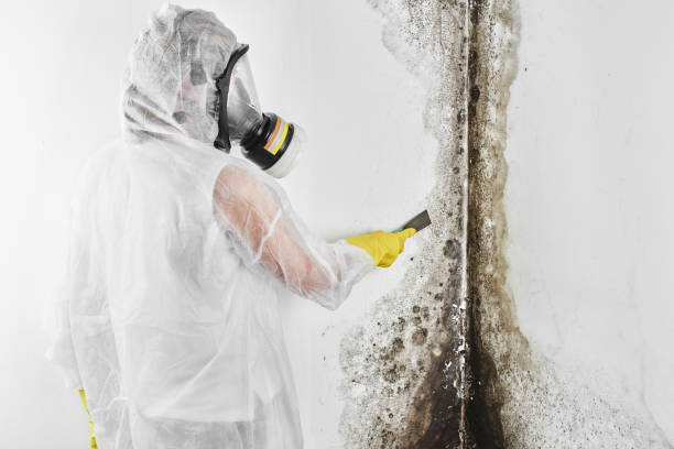 Best Attic Mold Removal  in Connellsville, PA