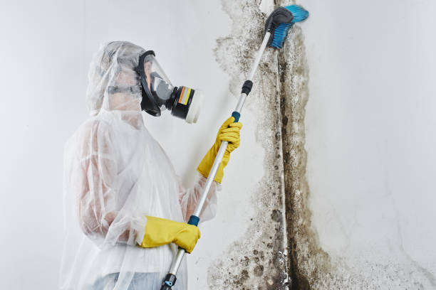 Best Mold Testing  in Connellsville, PA