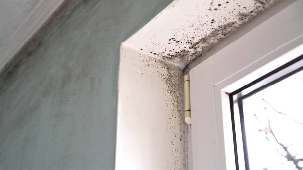 Office Mold Removal Services in Connellsville, PA