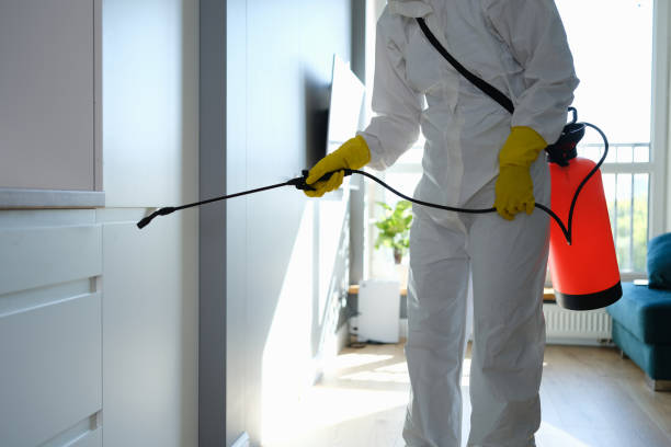 Best Same-Day Mold Removal  in Connellsville, PA