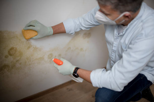 Best Best Mold Removal Companies  in Connellsville, PA