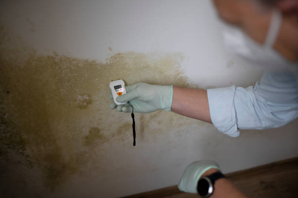 Best Commercial Mold Removal  in Connellsville, PA