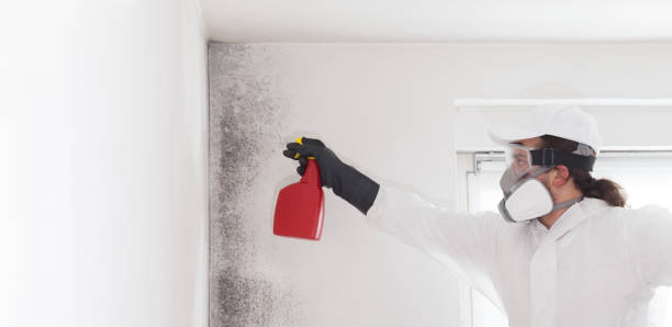 Best Residential Mold Removal  in Connellsville, PA