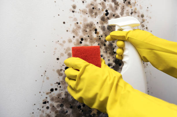 Best Crawl Space Mold Removal  in Connellsville, PA
