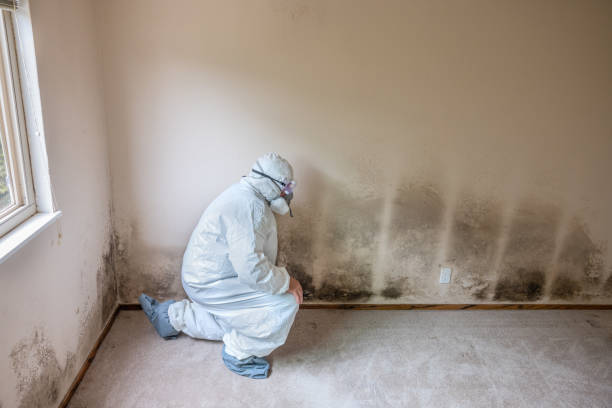 Best Mold Damage Repair  in Connellsville, PA