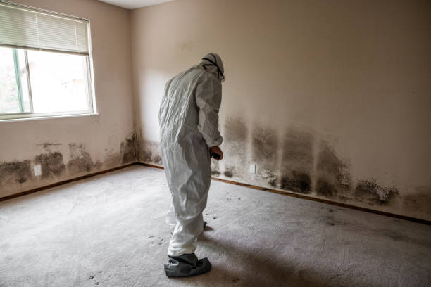 Best Mold Removal Near Me  in Connellsville, PA