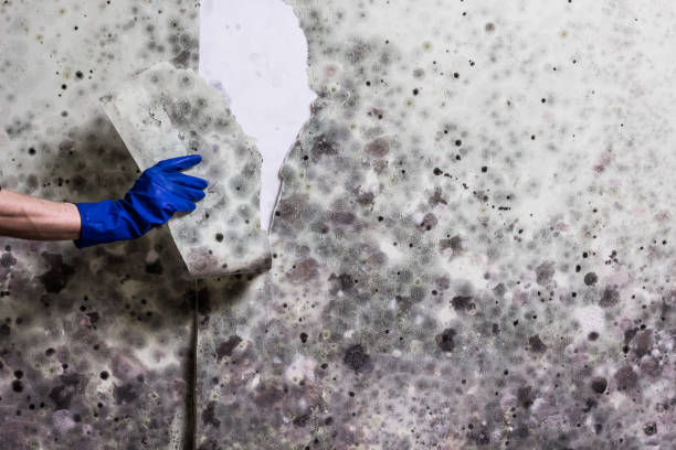 Best Mold Cleaning Services  in Connellsville, PA