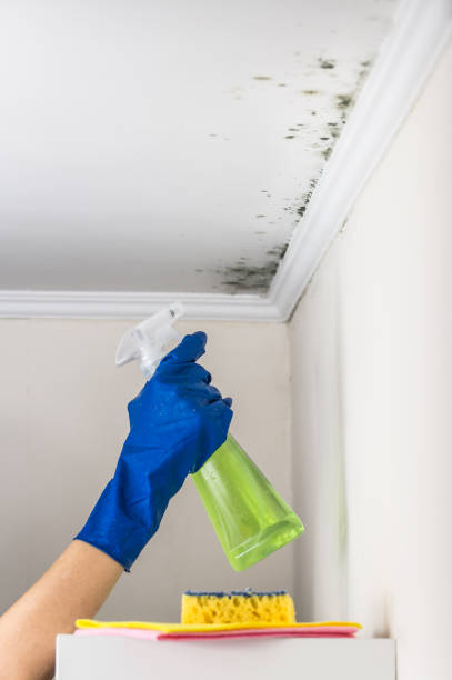 Best Mold Removal Company Near Me  in Connellsville, PA